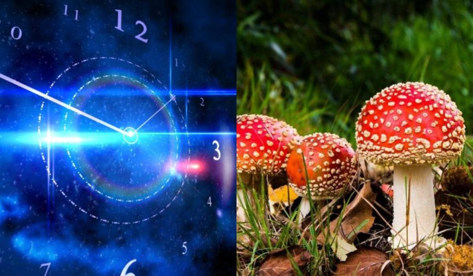 ����� �� ������ ����������