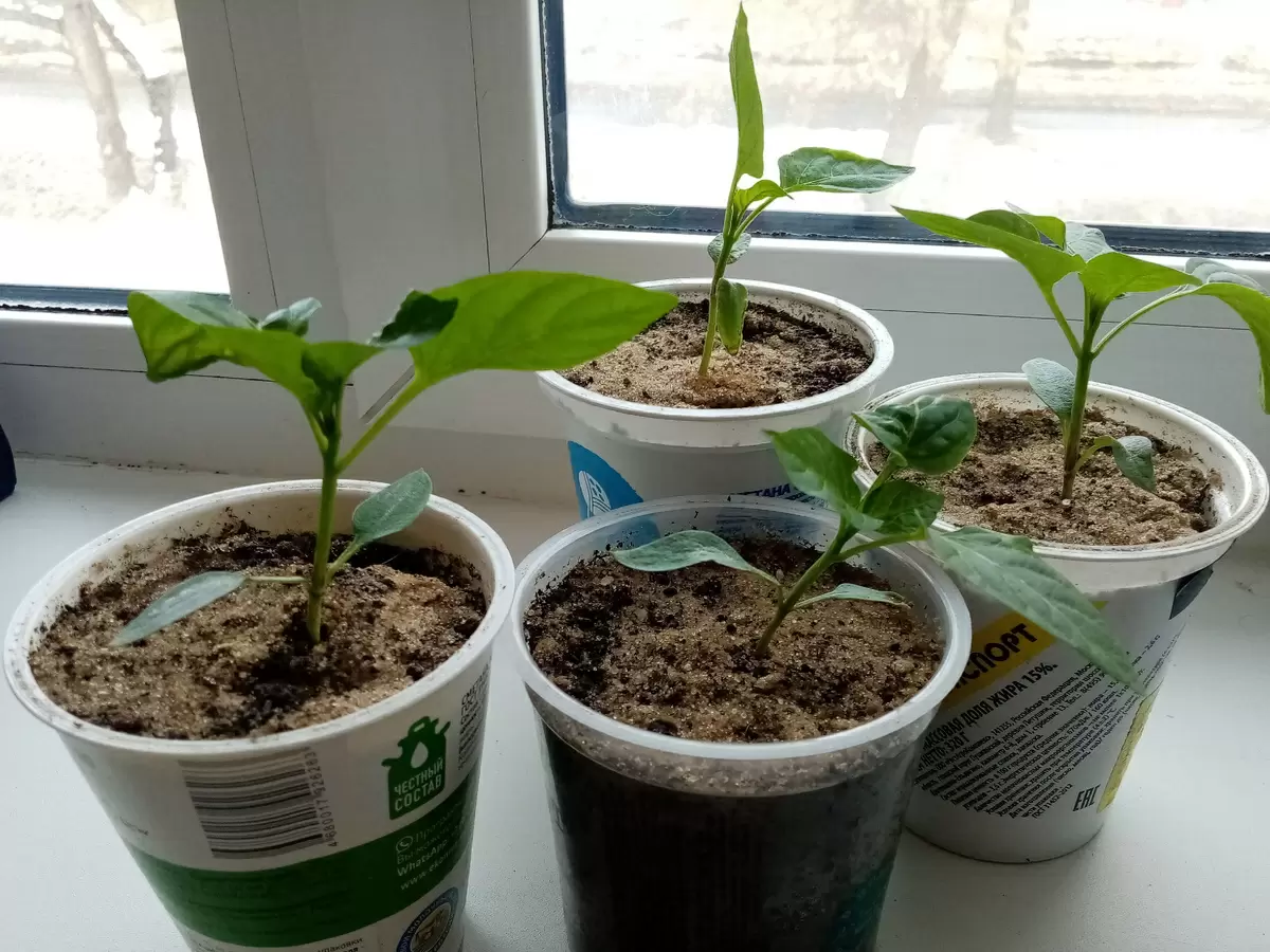 Секреты успешного проращивания семян перца: инновационный инкубатор своими руками