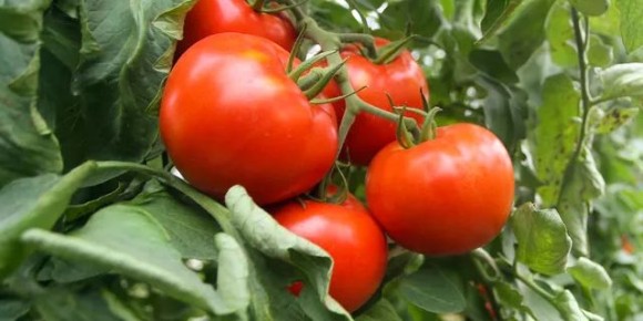 Соседство на грядке: как помидоры становятся сладкими лакомствами