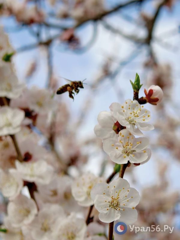 � ��������� ������ �������