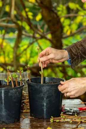 Осеннее размножение растений: советы для успешного укоренения