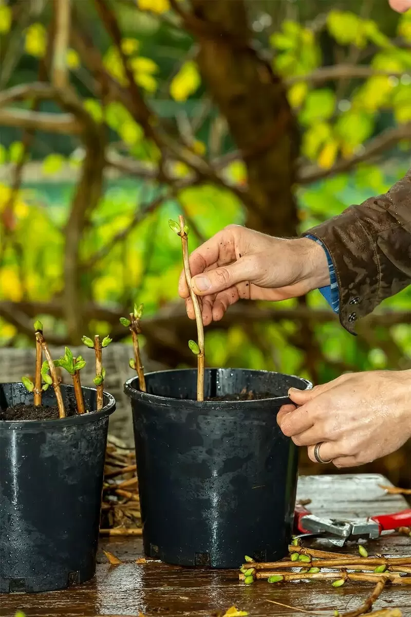 Осеннее размножение растений: советы для успешного укоренения