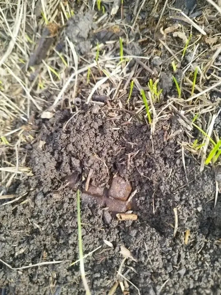 В Оренбурге нашли боевую гранату в районе СНТ «Дубовый плес» В Оренбурге нашли боевую гранату в районе СНТ «Дубовый плес»