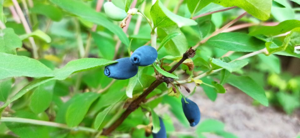 ������� ����� �� ���������� � �������