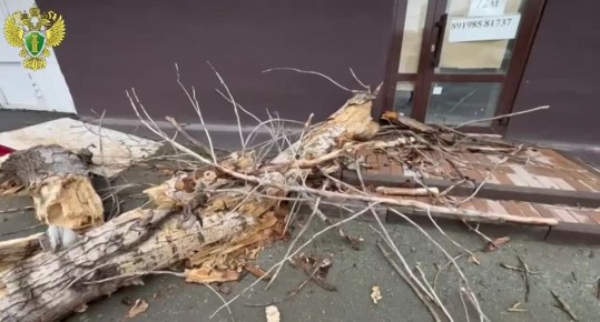 Прокуратурой Советского района г. Орска проводится проверка в связи с падением дерева