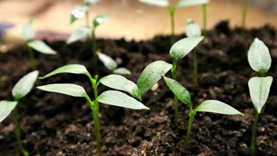 ����� � ��� ��������� ������ � ���������� �����: ������ �� ������� ���������