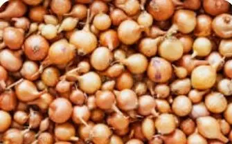 Как правильно хранить лук до посадки: советы и рекомендации