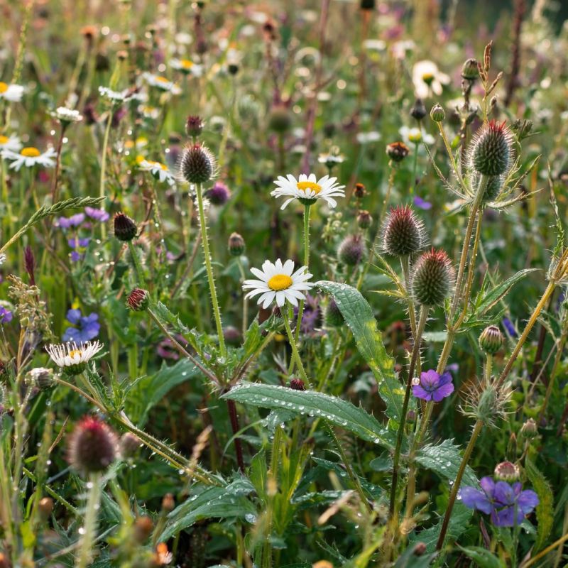 ��� ������������ � ������� �������� ������� ���� ������� �� ��������