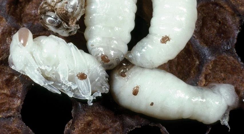 ��������� ���������� �������: ���������������� ���� ������������ �� ���� ����� � ��������������� � ������������ ������� �����, ������������� ������� �������� �����