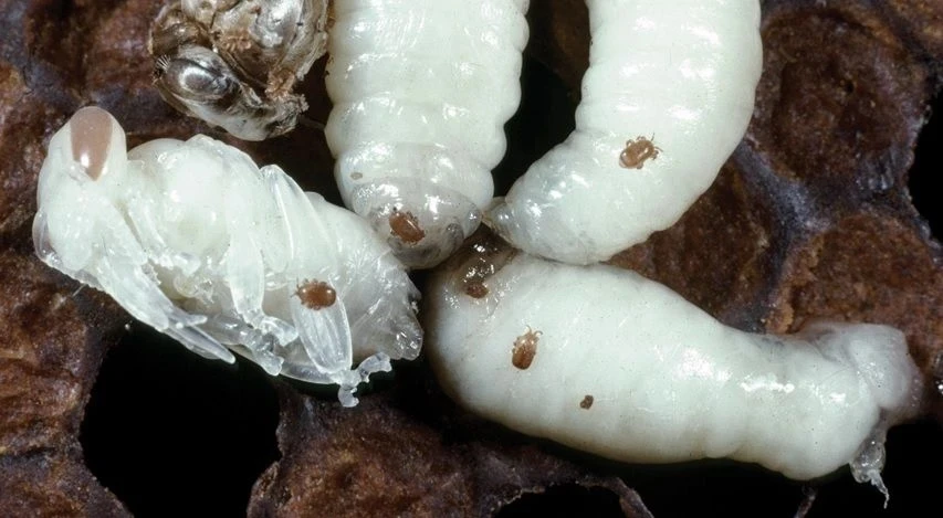 Пчеловоды Оренбуржья уверяют: неконтролируемый ввоз пчелопакетов из Азии привёл к распространению в Оренбургской области клеща, уничтожающего местные пчелиные семьи