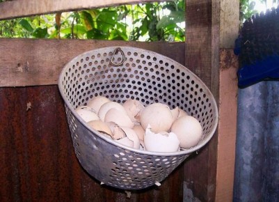 Яичная скорлупа: секреты успешного использования в вашем саду