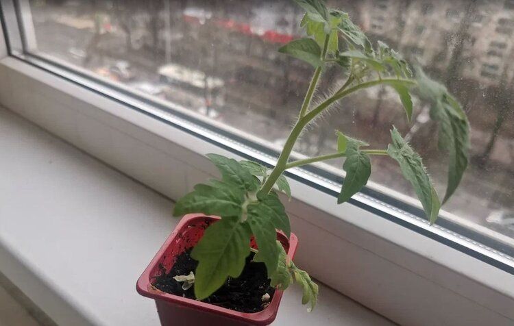 ������ ����� �� ������� �������: ������� � �������