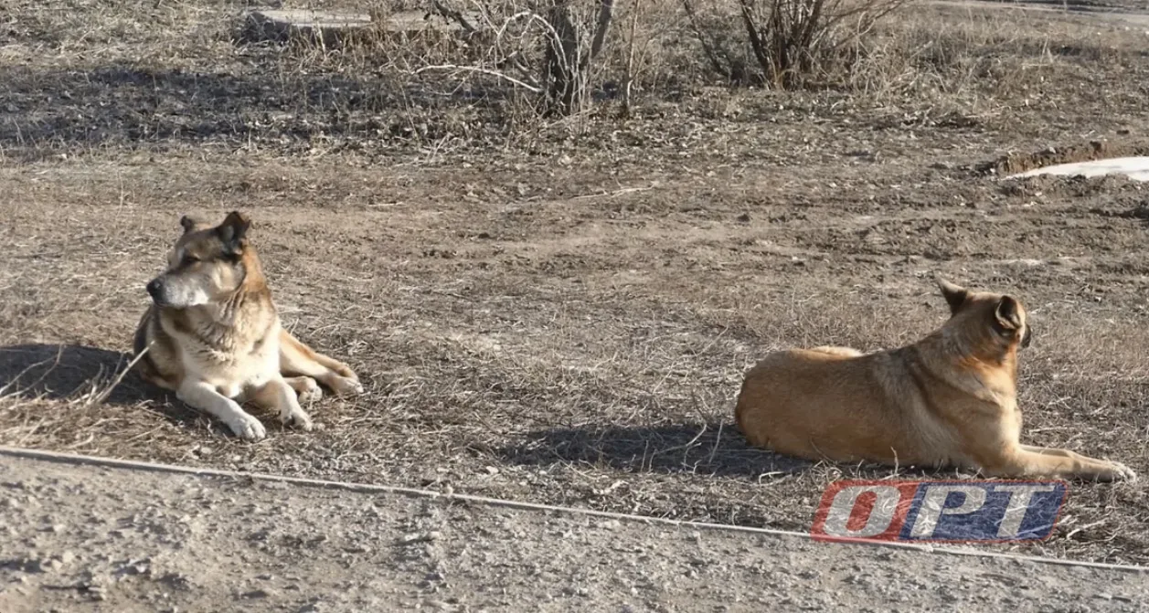 Жительница Бугуруслана отсудила у администрации 35 тысяч за укус собаки