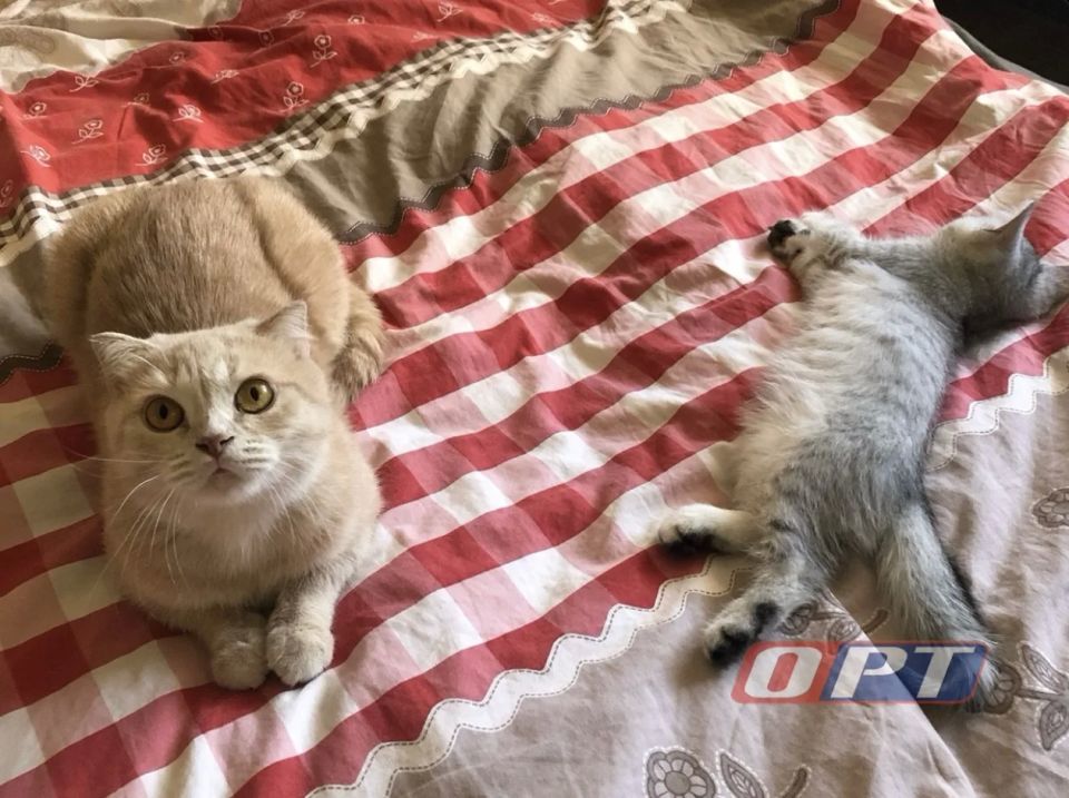 ���������� � 12 ������� �������� ��� ����������� ������