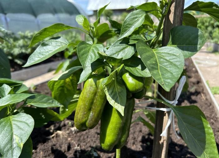 ��� ������ ������������ ������� �������� �����: ������� ��������� ������������