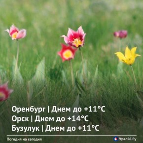 ������ ����