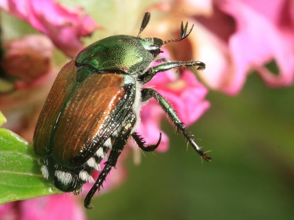 �������� ���: ������ ��� ��������� � �����������