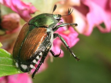 �������� ���: ������ ��� ��������� � �����������