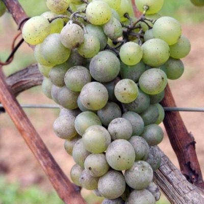 ��������� �������� ����������� �����: ���������� ���������� ���� ��� ��������� ��������������