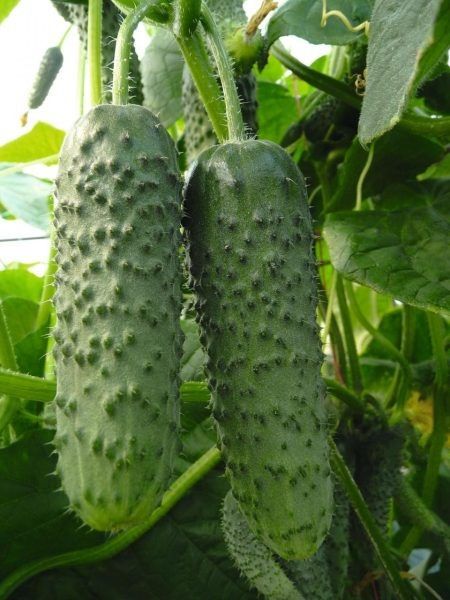 ������ ����������: ������ � ������� ������, ���������� ��� ������