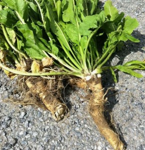 ��� ��������� ���� ����� �� ����: ������ � �������