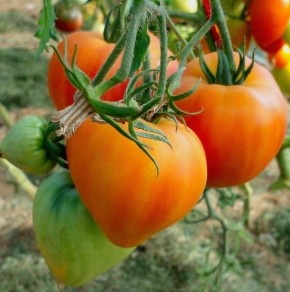 ����� �������� ��������� ��������: ��������� ����� � ��������� ������