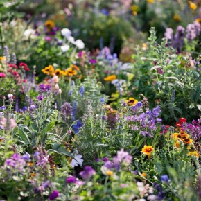 ��������� ��������� ������ ����: ��� �������� ����� �������� ����������