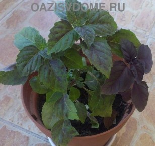 �������: ���� � �������� � ����������� �����������