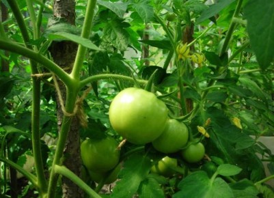 ��� ������ ������ �������� ����������� ������� � �������: ������ ���������