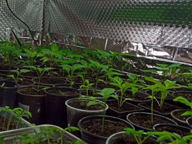 ����������� ������� ������� � 2025 ����