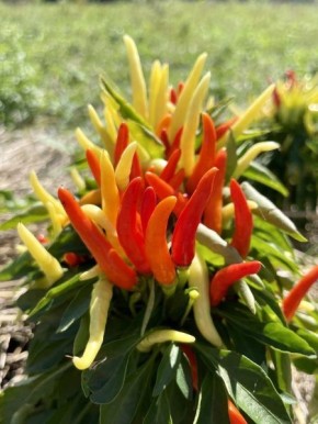 ����� �������� ������: ��������� ������ ���� ��� ������ ������� � �����������