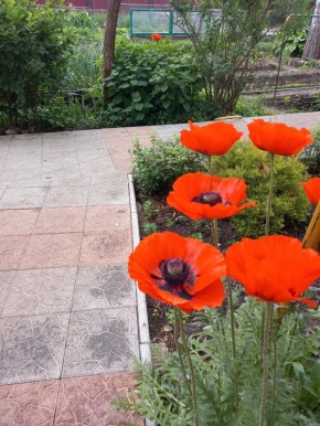 ����� ���������� ������: ��� ���� ����������� ���