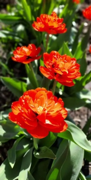 ������ ����! ������� ������ �� 29 ������