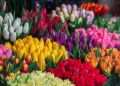��� �������� �������� �� �����: ���� ����������� ���������