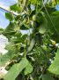 Los secretos del cultivo de pepinos: ?c?mo lograr un rendimiento excepcional?