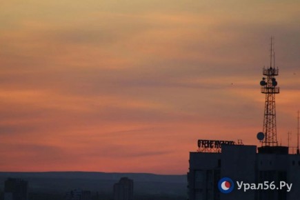 Стрижи снова в небе над Оренбургом