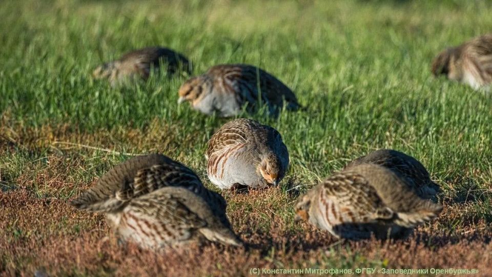 В заповедниках Оренбургской области заметили серых куропаток