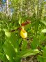 «Венерин башмачок» расцвёл в Бузулукском бору