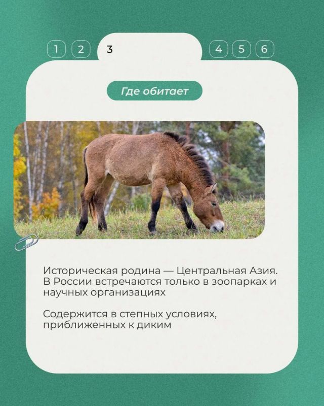 Сегодня в рубрике «Животные Красной книги» несколько фактов о лошади Пржевальского, дикой лошади, сильно отличающейся от своих домашних сородичей Сегодня в рубрике «Животные Красной книги» несколько фактов о лошади Пржевальского, дикой лошади, сильно отличающейся от своих домашних сородичей