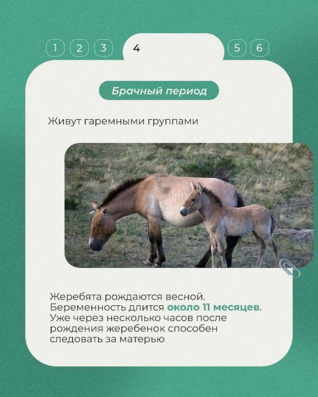 Сегодня в рубрике «Животные Красной книги» несколько фактов о лошади Пржевальского, дикой лошади, сильно отличающейся от своих домашних сородичей Сегодня в рубрике «Животные Красной книги» несколько фактов о лошади Пржевальского, дикой лошади, сильно отличающейся от своих домашних сородичей