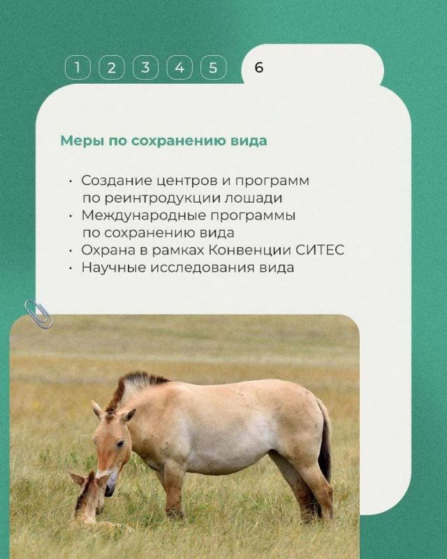 Сегодня в рубрике «Животные Красной книги» несколько фактов о лошади Пржевальского, дикой лошади, сильно отличающейся от своих домашних сородичей Сегодня в рубрике «Животные Красной книги» несколько фактов о лошади Пржевальского, дикой лошади, сильно отличающейся от своих домашних сородичей