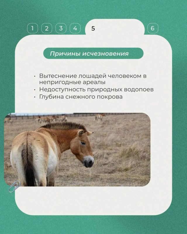 Сегодня в рубрике «Животные Красной книги» несколько фактов о лошади Пржевальского, дикой лошади, сильно отличающейся от своих домашних сородичей Сегодня в рубрике «Животные Красной книги» несколько фактов о лошади Пржевальского, дикой лошади, сильно отличающейся от своих домашних сородичей