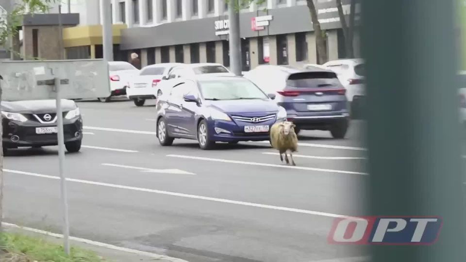 В Оренбурге баран сбежал с празднования Курбан-байрама