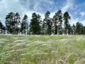 В Бузулукском бору зацвел ковыль — король степей
