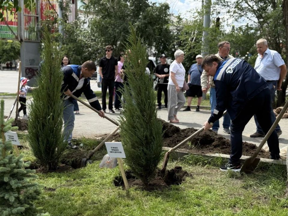 В сквере СВО появились девять можжевельников В сквере СВО появились девять можжевельников