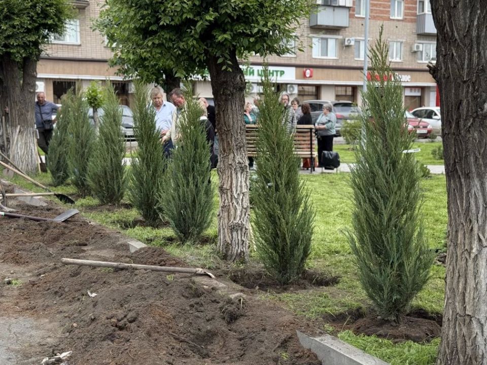 В сквере СВО появились девять можжевельников В сквере СВО появились девять можжевельников