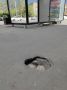 «Никак не огорожено и не ремонтируют»: В центре Оренбурга на пешеходной дорожке образовалась яма