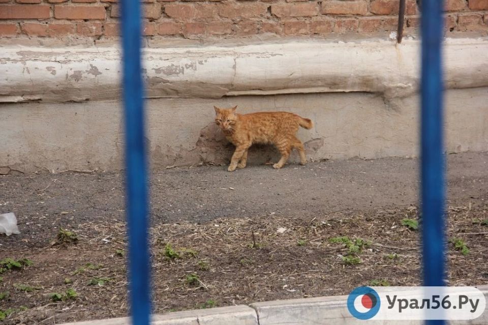 В Орске кусают теперь не только бродячие собаки, но и кошки с мышами