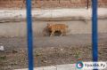 В Орске кусают теперь не только бродячие собаки, но и кошки с мышами
