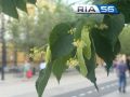 В Оренбурге начался сезон тополиного пуха: как спасаться аллергикам